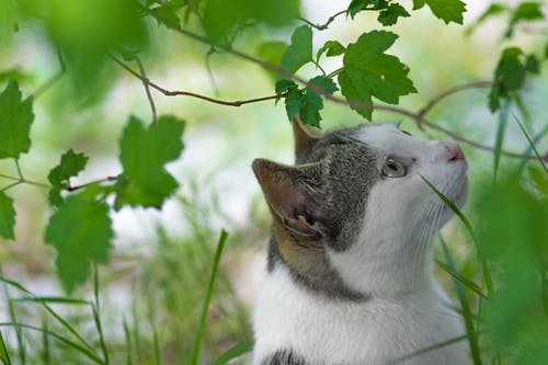 愛猫と初めての旅行！猫のストレスを和らげるためにできる3つのこと