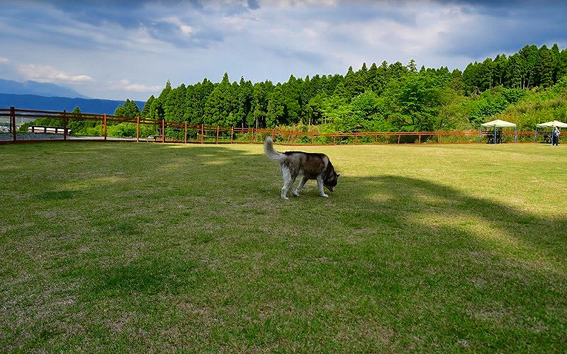 九州熊本阿蘇温泉で愛犬と泊まれる宿