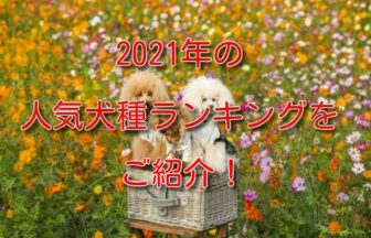 犬 ランキング 2021