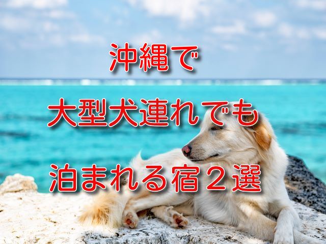 沖縄 犬 連れ