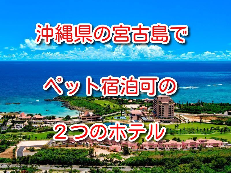 宮古島 ペット 可